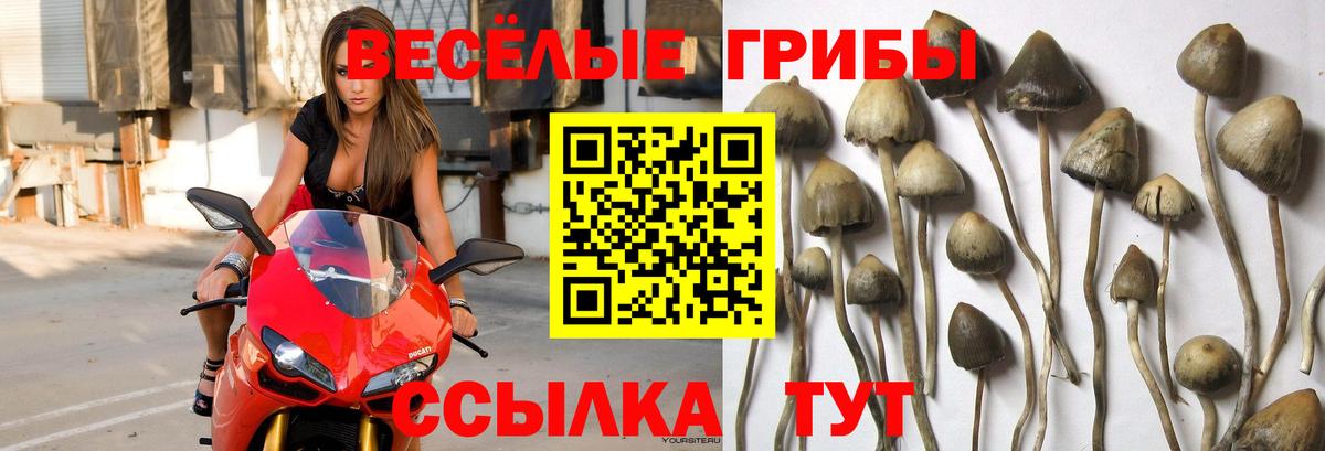 Псилоцибиновые грибы мухоморы  Псилоцибиновые грибы MAGIC MUSHROOMS  Вход с VPN  Иваново 